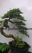 Foto Bonsai Serut Bunjin